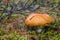 Orange mushroom on a blurred forest background with moss, twigs and pine needles