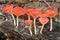 Orange mushroom or Champagne mushroom in rain forest