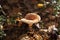 The orange mushroom a coral milky cap growing in wood an autumn season, sunny day