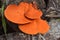an orange mushroom growing on a fallen log