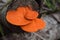 an orange mushroom growing on a fallen log