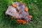 Orange mushroom growth on wood, Pycnoporus cinnabarinus, also kn