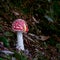 Orange mushroom with a hairy leg grows on a soft pillow of green moss