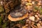 Orange Mushroom Tinder fungus close up, hoof fungus on birch tree in autumn forest