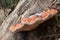 Orange mushroom on trunk of tree in the forest