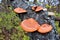 Orange Mushrooms on Branch