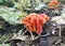 Orange Mushrooms cluster