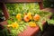 Orange mushrooms with forest leaves on wooden banch