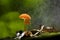 Orange mushrooms, Marasmius siccus