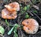 orange mushrooms mushrooms on a forest clearing on a sunny autumn afternoon