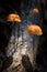 Orange mushrooms in rainforest on national park