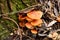Orange mushrooms on a stump