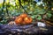 Orange mushrooms at tree trunk in the autumn. (Pholiota squarrosa)