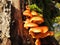 Orange mushrooms on tree trunk, Lithuania