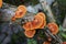 Orange mushrooms on tree trunk, Pycnoporus sanguineus