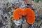 Orange mushrooms on tree trunk, Pycnoporus sanguineus, Rio