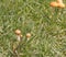 Orange mushrooms in wet green grass