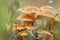 Orange mycena mushrooms growing wild