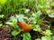 Orange naked slug in the bushes of a deciduous forest in summertime