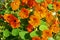 Orange nasturtium blooming in the garden