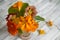 Orange nasturtium bouquet in a vase on a gray wooden background