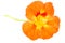 Orange Nasturtium Flower