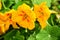 Orange Nasturtium flower