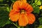 Orange Nasturtium Flower Blooming Macro