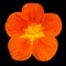 Orange nasturtium flower Isolated on Black