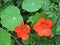 Orange nasturtium flowers lat. Tropaeolum in raindrops