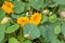 Orange nasturtiums