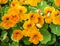 Orange Nasturtiums