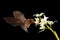 Orange nectar bat, Lonchophylla robusta, flying bat in dark night. Nocturnal animal in flight with white orchid flower. Wildlife