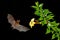 Orange nectar bat, Lonchophylla robusta, flying bat in dark night. Nocturnal animal in flight with yellow feed flower. Wildlife ac