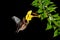 Orange nectar bat, Lonchophylla robusta, flying bat in dark night. Nocturnal animal in fly with yellow feed flower. Wildlife actio