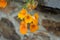 Orange Nemesia Strumosa / Cape Jewels Flower