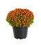 Orange nertera in a pot plant isolated.