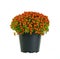 Orange nertera in a pot plant isolated.