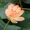 Orange nuphar flower, water-lily, pond-lily, spatterdock, Nelumbo nucifera, also known as Indian lotus