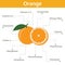 Orange nutrient of facts and health benefits, info graphic fruit