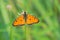 Orange nymphalidae butterfly