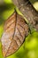 Orange oakleaf butterfly