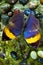 Orange oakleaf butterfly in nature