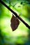 A orange oakleaf butterfly perched on a tree branch.