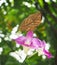 Orange oakleaf butterfly on pink orchid