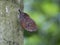Orange oakleaf mimetic butterfly
