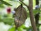 Orange oakleaf mimetic butterfly