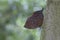 Orange oakleaf mimetic butterfly