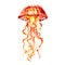 Orange ocean water Jellyfish, medusa, Pacific sea nettle, Chrysaora fuscescens, sea underwater wildlife, isolated, hand