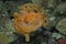 Orange Ocellated frogfish warty or ( antennaruis pictus ) underwater in bottom of sea